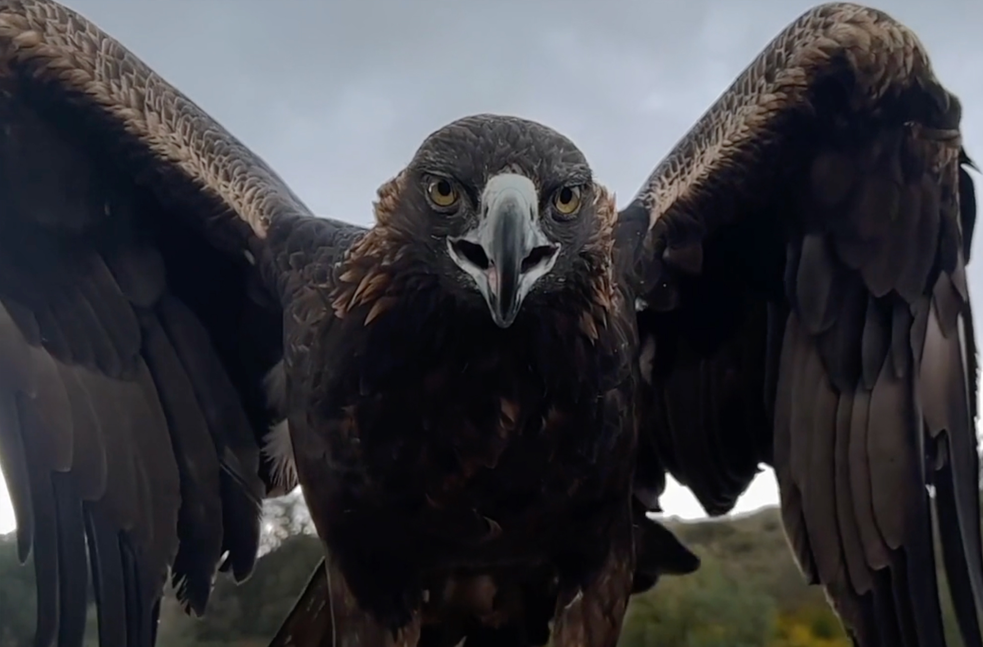 Voces imaginarias - apple